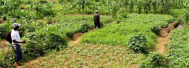 ARF1.2-1 Farmer led soil innovations to sustain food production