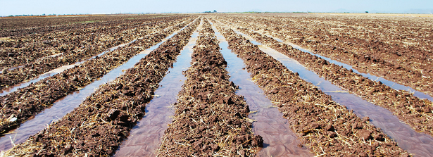Unravelling the potential of Farmer led Irrigation Development in Mozambique