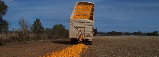 Vijverbergsession Post-harvest losses II