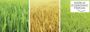 World Economic Forum Summit on the Global Agenda for Food Security