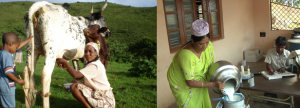 Workshop Milk quality at stake - part of Africa Day