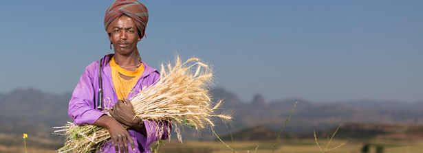 Learning journey in Ethiopia - Food Security Ethiopia NL