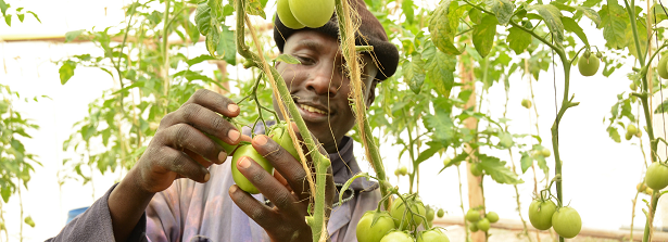 Explorative study Fruits and Vegetables