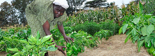 Experiences from the Kenyan Horticulture and Food Security Program