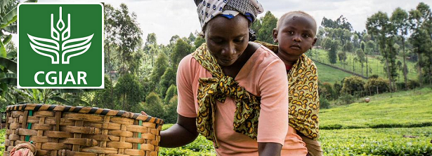 Towards a framework for a Netherlands - CGIAR partnership