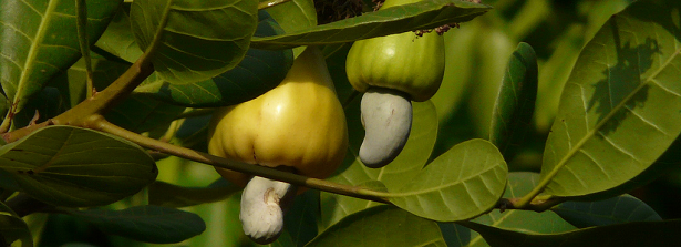 ARF1.1-2 Cashew nuts for farmers' income Uganda