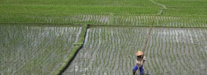 ARF1.2-5 Improve Indonesia's rice production by biological crop protection