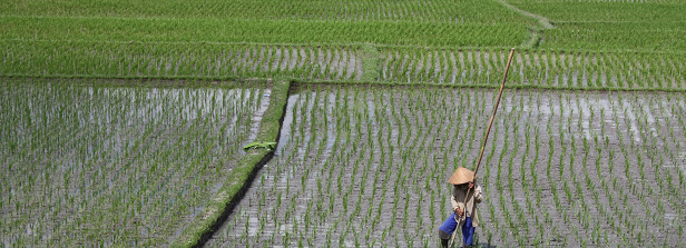 Improve Indonesia’s rice production by biological crop protection