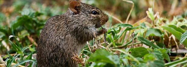 Rodent management for post-harvest loss reduction in Bangladesh