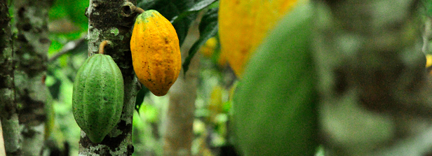 Water and weather monitoring services for cocoa farmers in Ghana