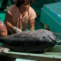 ARF2.1-2 Technology innovations for sustainability in tuna supply chains