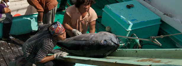 ARF2.1-2 Technology innovations for sustainability in tuna supply chains