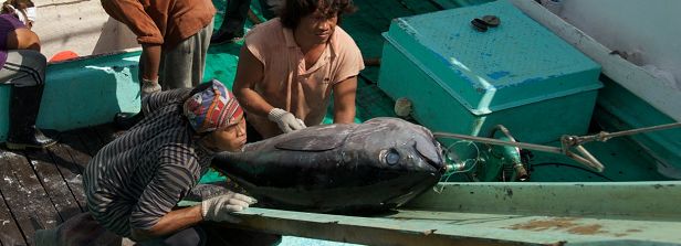 Technology innovations towards sustainability in tuna supply chains Indonesia