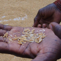 ARF2.1-3 Ensuring food security by enhancing rice value-chain Benin