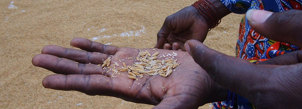 ARF2.1-3 Ensuring food security by enhancing rice value-chain Benin