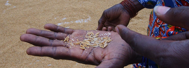 Ensuring food security by enhancing rice value-chain Benin (PARCR)