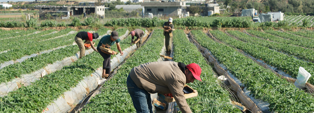 Building resilience for Palestinian farmers