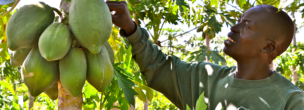 Sustainable agriculture