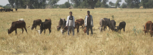 Lunch-time conference: Creating a sustainable food future