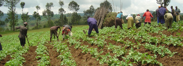 International Year of Soils 2015