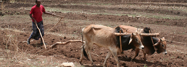 Think twice before ploughing