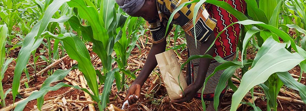 Nutrition for depleted African soils