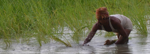 The impact of food standards on inclusive growth in agriculture- the case of Bangladesh