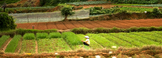 Inclusive Agribusiness Southeast Asia Roundtable