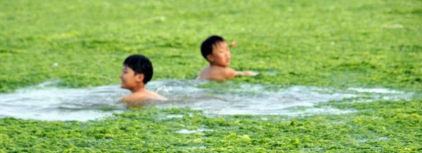 Children are swimming in the clogged Qingdao Beach in China