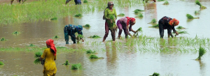 Live Q&A: how do we improve nutrition while tackling climate change?