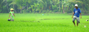 ARF2-2 Greening farms in Indonesia