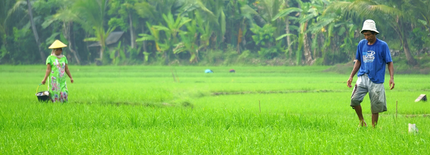 ARF2-2 Greening farms in Indonesia