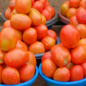 ARF2-2 Salvaging tomato production in Kenya from pests and diseases
