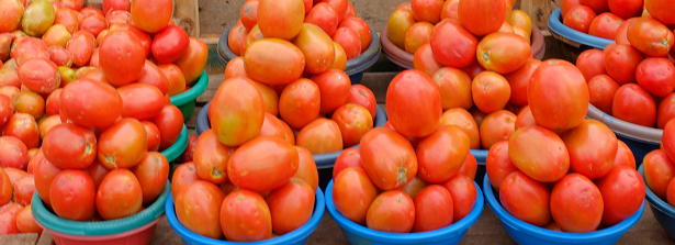 ARF2-2 Salvaging tomato production in Kenya from pests and diseases