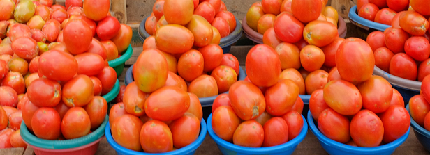 Salvaging tomato production in Kenya from pests and diseases