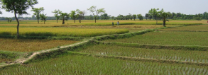 Ground cover app to drive an irrigation scheduling service in the delta region of Bangladesh