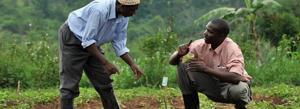 Strengthening agribusiness Ethics, Quality Standards & ICT usage in Uganda's value chains