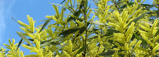 Farmer-led Agroforestry Innovation in Ethiopia: Improving livelihoods and food security by utilising Acacia saligna