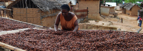 GCP 2 Transparancy information system for cocoa farmers Kenya