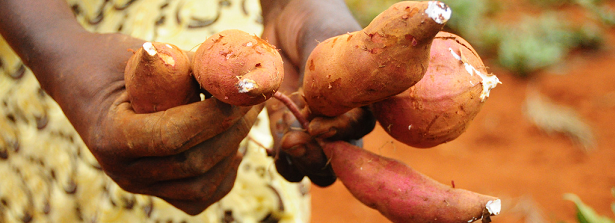 Course Everything you need to know about sweetpotato