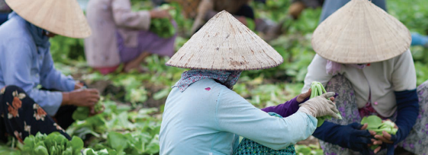 Event Report - Roundtable on Inclusive Agribusiness in Southeast Asia 23-24 September 2015, Ho Chi Minh City, Vietnam