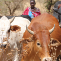 GCP3 Fast Track - Resilient dairy farming in Ethiopia and Kenya