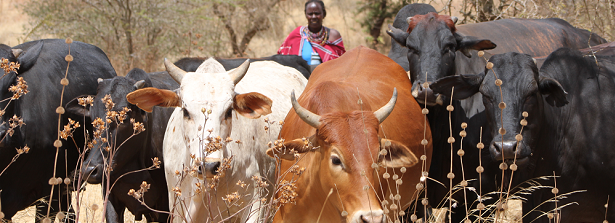 GCP3 Fast Track - Resilient dairy farming in Ethiopia and Kenya