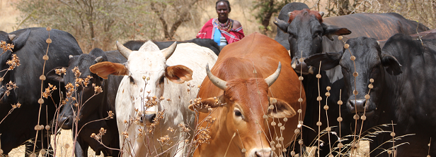 Assessing and supporting Dairy Input & Advisory service Systems (ADIAS) in Ethiopia and Kenya