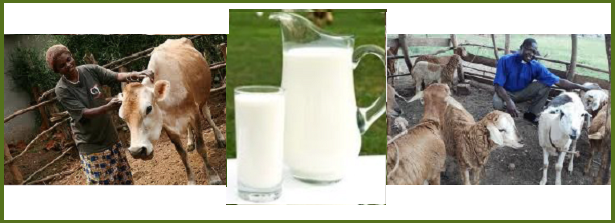 Training Dairy Nutrition
