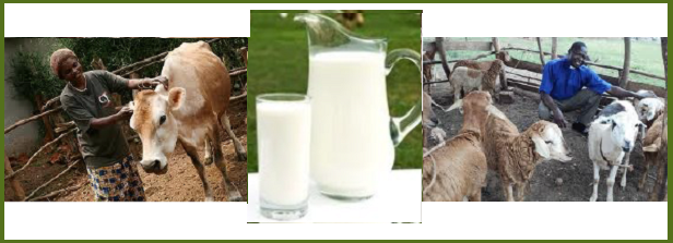 International Training Dairy Nutrition