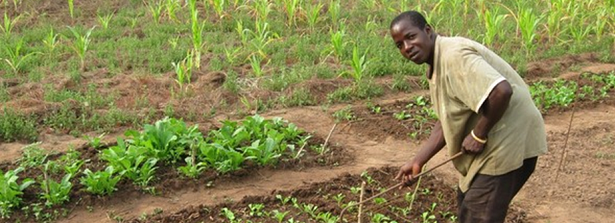 The World Cocoa Foundation is training African cocoa farmers to increase their production.