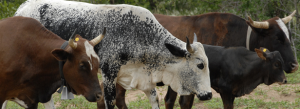 Eat or feed, that's the question! About (un)sustainable livestock policies and practices