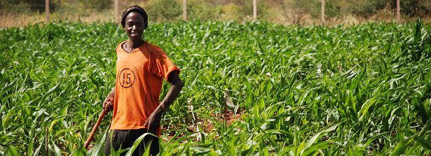 New F&BKP mapping on youth in agriculture