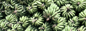 GREAT Course 1: Gender-Responsive Root, Tuber, and Banana Breeding